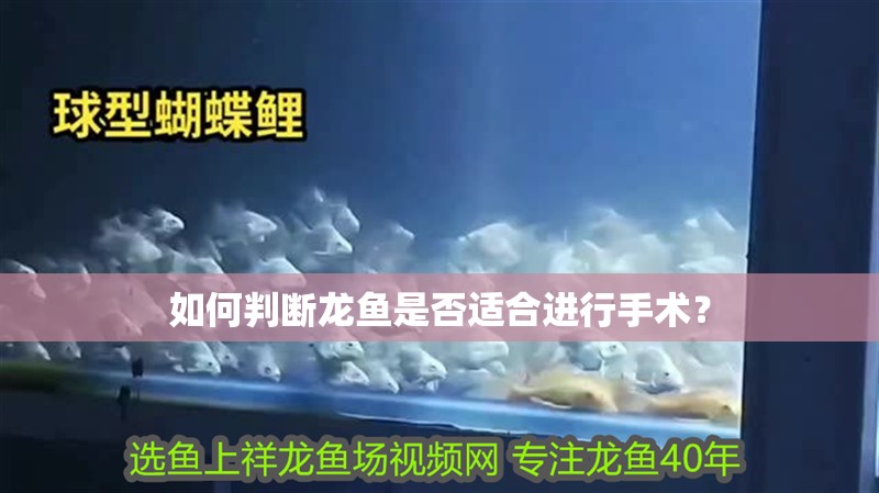 如何判斷龍魚是否適合進行手術？