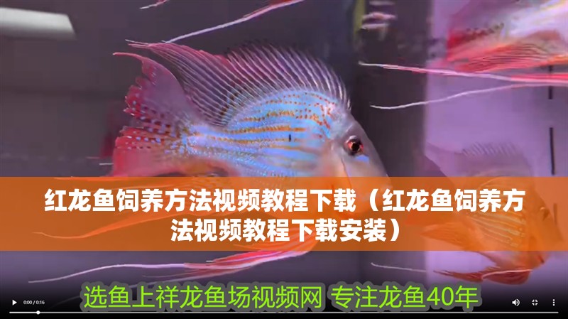 紅龍魚飼養(yǎng)方法視頻教程下載（紅龍魚飼養(yǎng)方法視頻教程下載安裝）