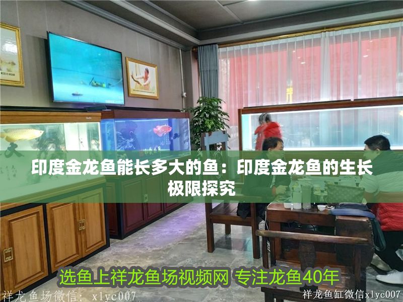 印度金龍魚能長多大的魚：印度金龍魚的生長極限探究