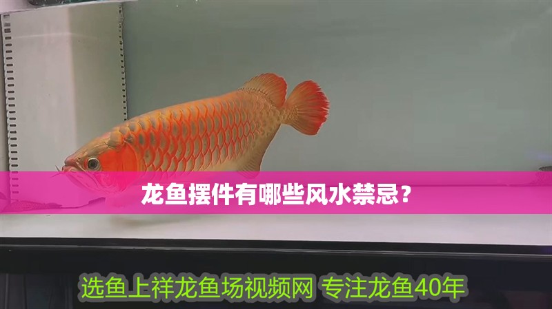 龍魚擺件有哪些風(fēng)水禁忌？
