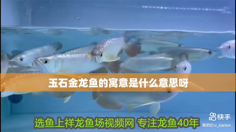 玉石金龍魚的寓意是什么意思呀 玉石金龍魚的寓意是什么意思呀 龍魚百科
