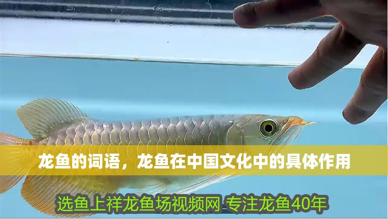 龍魚的詞語，龍魚在中國文化中的具體作用
