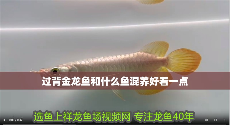 過背金龍魚和什么魚混養(yǎng)好看一點(diǎn)