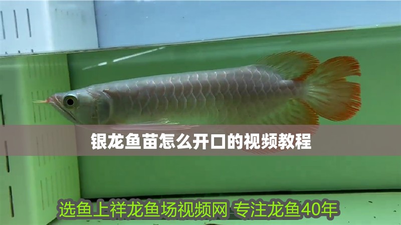 銀龍魚苗怎么開(kāi)口的視頻教程 銀龍魚苗怎么開(kāi)口的視頻教程 龍魚百科