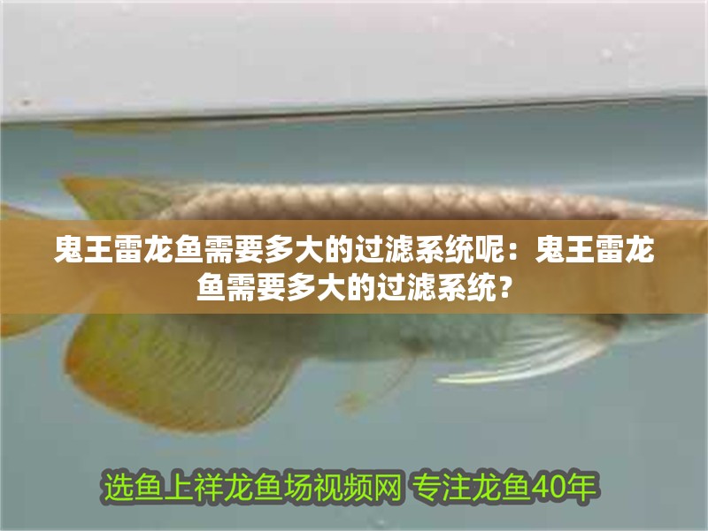 鬼王雷龍魚(yú)需要多大的過(guò)濾系統(tǒng)呢：鬼王雷龍魚(yú)需要多大的過(guò)濾系統(tǒng)？