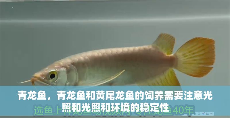 青龍魚，青龍魚和黃尾龍魚的飼養(yǎng)需要注意光照和光照和環(huán)境的穩(wěn)定性
