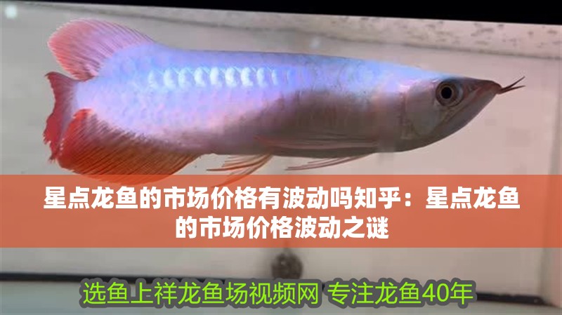 星點龍魚的市場價格有波動嗎知乎：星點龍魚的市場價格波動之謎