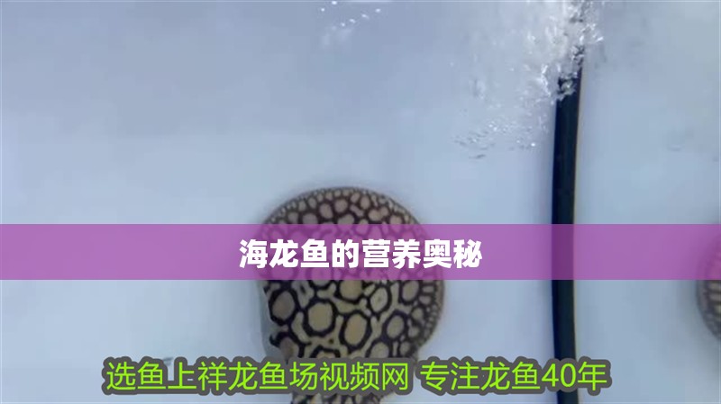 海龍魚的營養奧秘