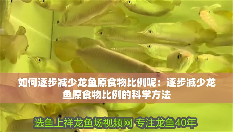 如何逐步減少龍魚(yú)原食物比例呢：逐步減少龍魚(yú)原食物比例的科學(xué)方法