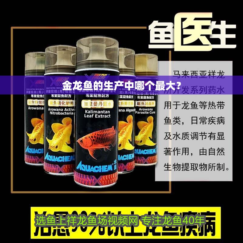 金龍魚的生產(chǎn)中哪個(gè)最大？