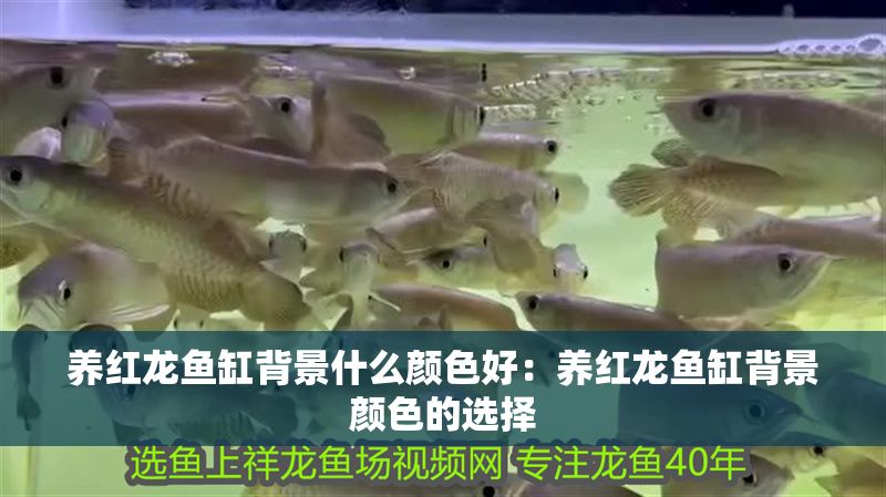 養紅龍魚缸背景什么顏色好：養紅龍魚缸背景顏色的選擇