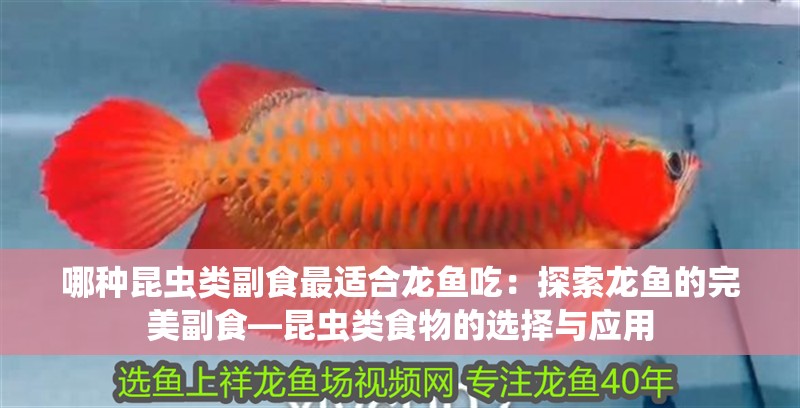 哪種昆蟲類副食最適合龍魚吃：探索龍魚的完美副食—昆蟲類食物的選擇與應用