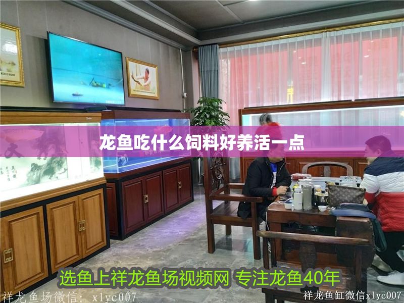 龍魚(yú)吃什么飼料好養(yǎng)活一點(diǎn)