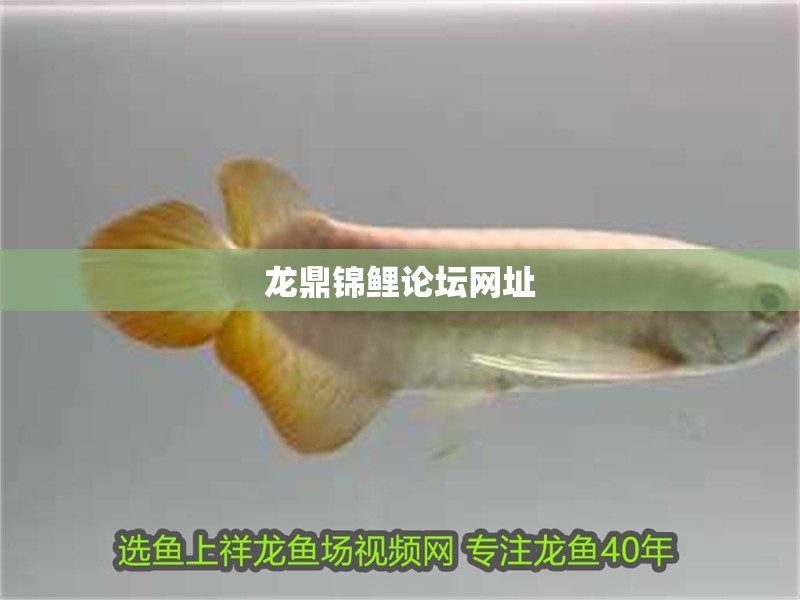 龍鼎錦鯉論壇網址 龍鼎錦鯉論壇網址 龍魚百科