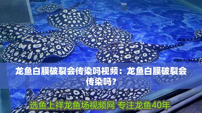 龍魚白膜破裂會傳染嗎視頻：龍魚白膜破裂會傳染嗎？