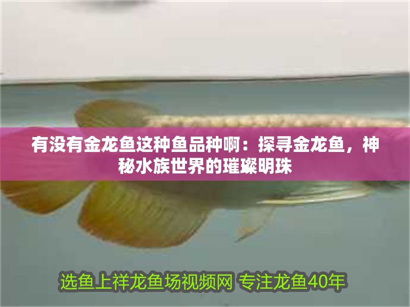 有沒有金龍魚這種魚品種啊：探尋金龍魚，神秘水族世界的璀璨明珠 有沒有金龍魚這種魚品種啊：探尋金龍魚，神秘水族世界的璀璨明珠 龍魚百科 第1張