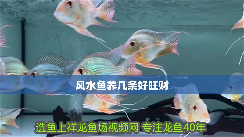 風水魚養幾條好旺財