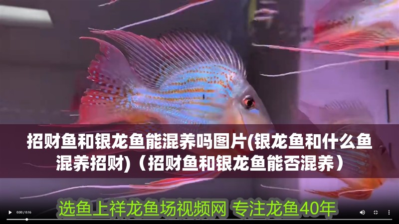 招財魚和銀龍魚能混養嗎圖片(銀龍魚和什么魚混養招財)（招財魚和銀龍魚能否混養） 招財魚和銀龍魚能混養嗎圖片(銀龍魚和什么魚混養招財)（招財魚和銀龍魚能否混養） 銀龍魚百科
