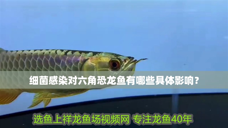 細菌感染對六角恐龍魚有哪些具體影響？