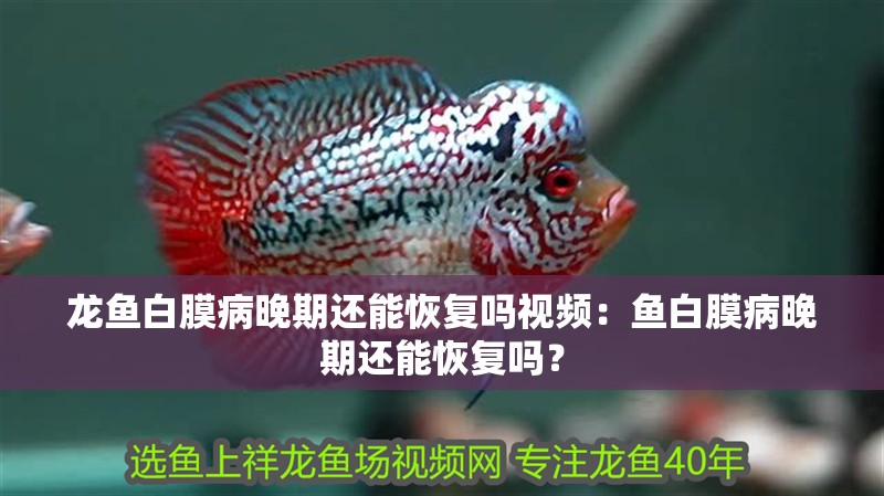 龍魚白膜病晚期還能恢復(fù)嗎視頻：魚白膜病晚期還能恢復(fù)嗎？