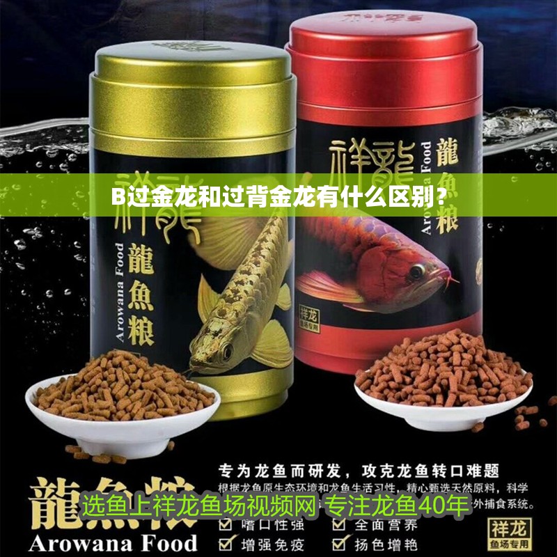 B過(guò)金龍和過(guò)背金龍有什么區(qū)別？ B過(guò)金龍和過(guò)背金龍有什么區(qū)別？ 龍魚(yú)百科