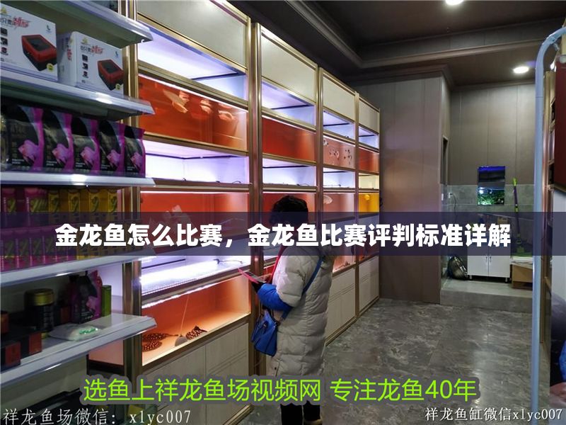 金龍魚怎么比賽，金龍魚比賽評判標準詳解