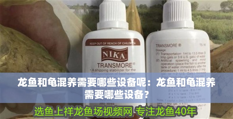 龍魚和龜混養(yǎng)需要哪些設備呢：龍魚和龜混養(yǎng)需要哪些設備？