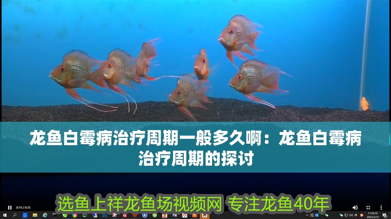 龍魚白霉病治療周期一般多久啊：龍魚白霉病治療周期的探討