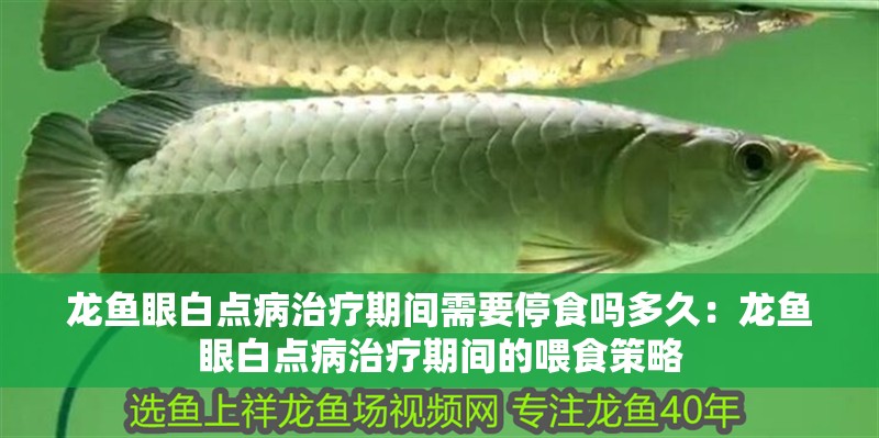 龍魚眼白點病治療期間需要停食嗎多久：龍魚眼白點病治療期間的喂食策略