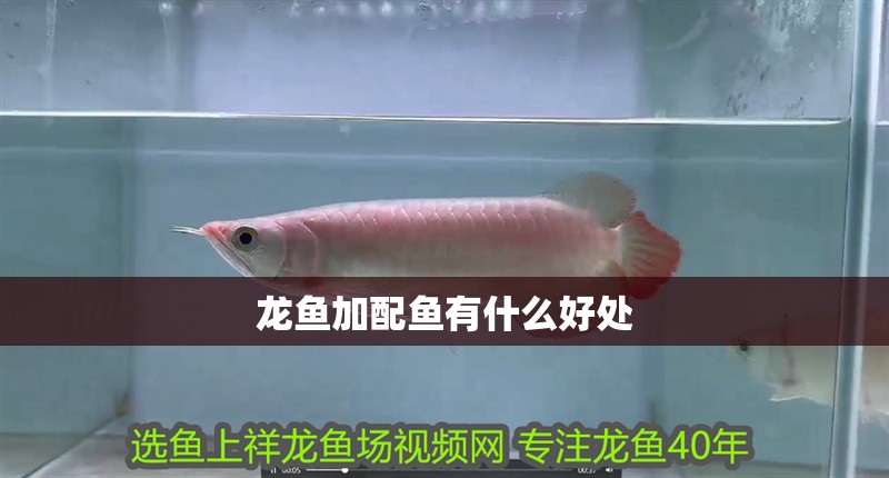 龍魚加配魚有什么好處