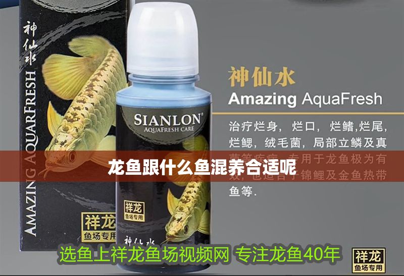龍魚跟什么魚混養(yǎng)合適呢