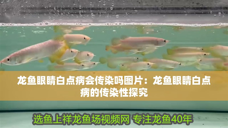 龍魚眼睛白點病會傳染嗎圖片：龍魚眼睛白點病的傳染性探究