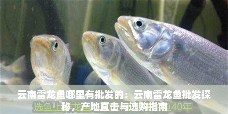 云南雷龍魚哪里有批發的：云南雷龍魚批發探秘，產地直擊與選購指南