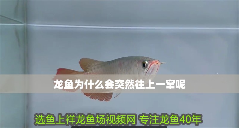 龍魚為什么會突然往上一竄呢