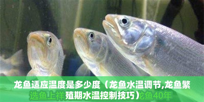 龍魚適應溫度是多少度（龍魚水溫調節,龍魚繁殖期水溫控制技巧）