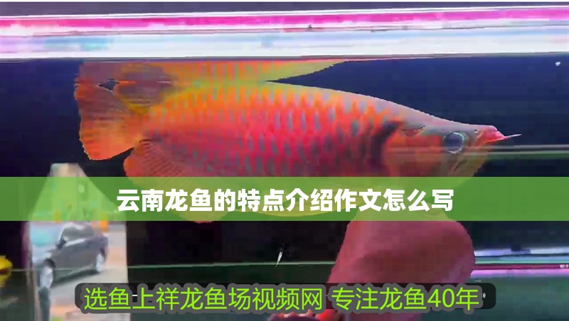 云南龍魚的特點介紹作文怎么寫
