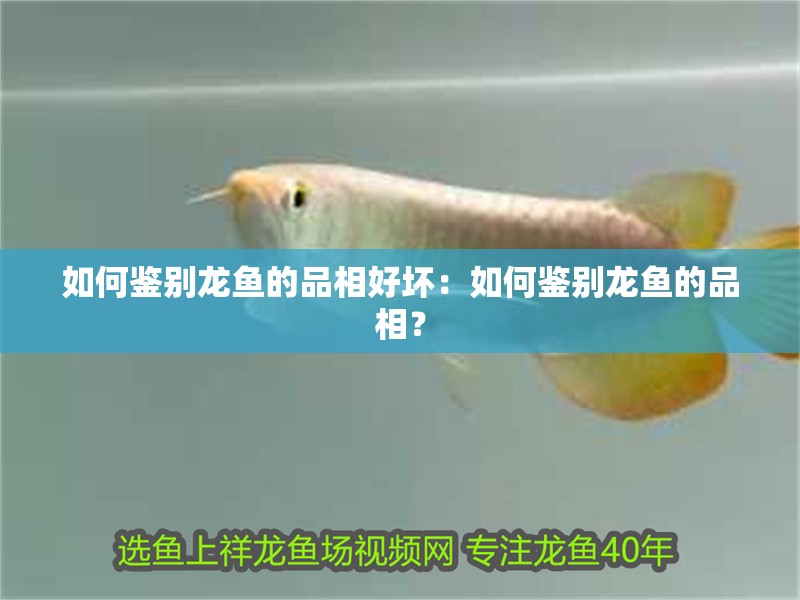 如何鑒別龍魚(yú)的品相好壞：如何鑒別龍魚(yú)的品相？