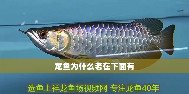 魚缸過濾器選購指南:自制魚缸過濾器魚缸上置過濾器對于養魚愛好者的必備知識 龍魚為什么老在下面有 龍魚百科 龍魚為什么老在下面有 龍魚為什么老在下面有 龍魚百科