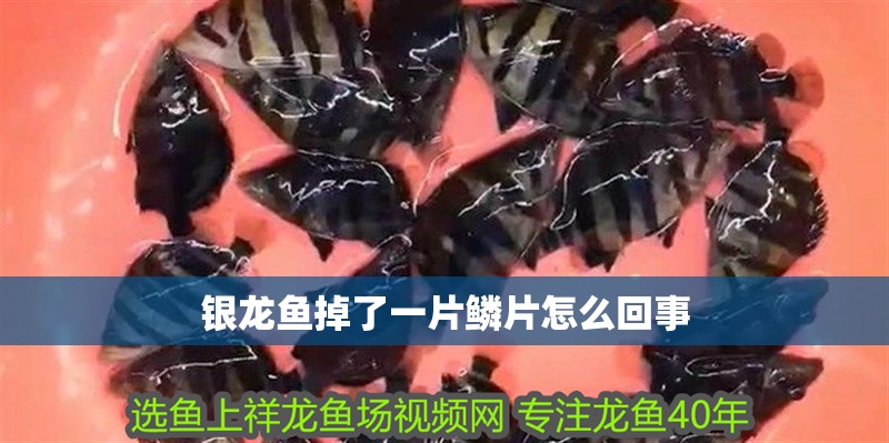 銀龍魚掉了一片鱗片怎么回事