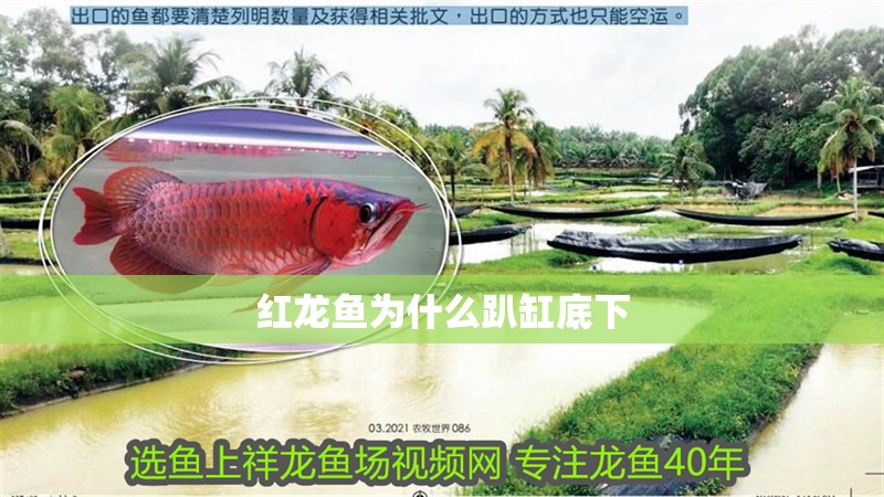 紅龍魚為什么趴缸底下