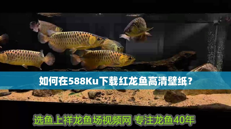 如何在588Ku下載紅龍魚高清壁紙？ 如何在588Ku下載紅龍魚高清壁紙？ 龍魚百科