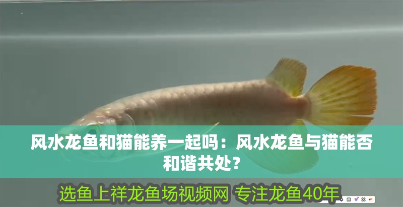 風水龍魚和貓能養一起嗎：風水龍魚與貓能否和諧共處？