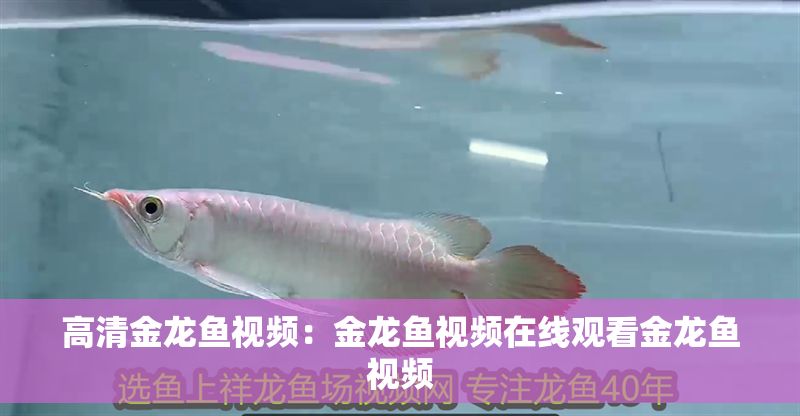 高清金龍魚視頻：金龍魚視頻在線觀看金龍魚視頻