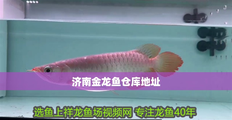 濟南金龍魚倉庫地址