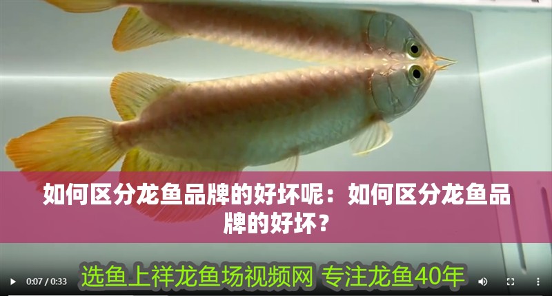 如何區分龍魚品牌的好壞呢：如何區分龍魚品牌的好壞？