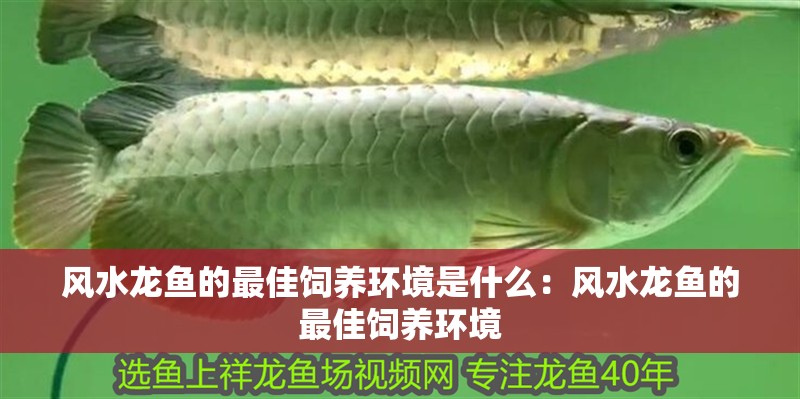 風(fēng)水龍魚的最佳飼養(yǎng)環(huán)境是什么：風(fēng)水龍魚的最佳飼養(yǎng)環(huán)境
