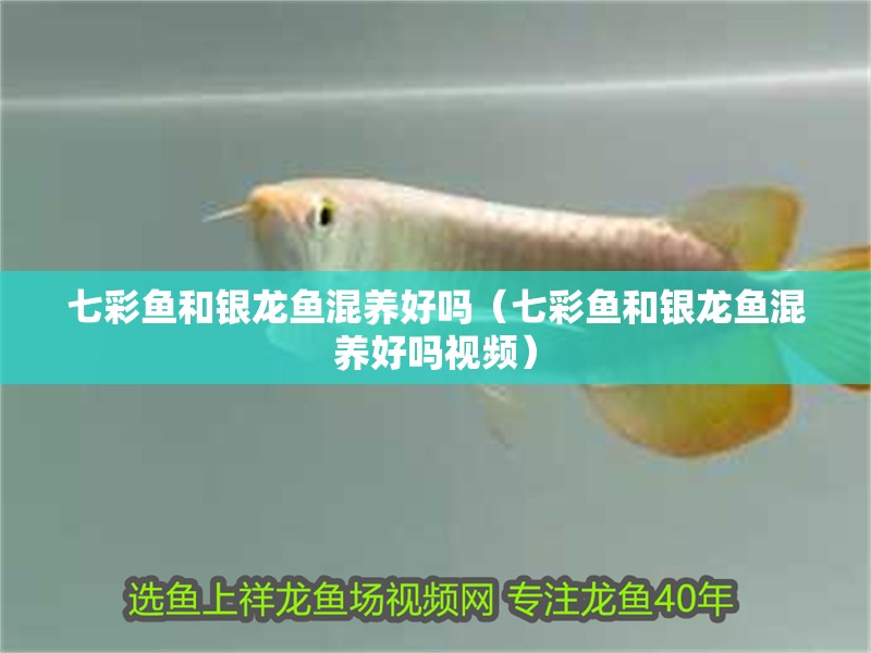 七彩魚和銀龍魚混養(yǎng)好嗎（七彩魚和銀龍魚混養(yǎng)好嗎視頻）
