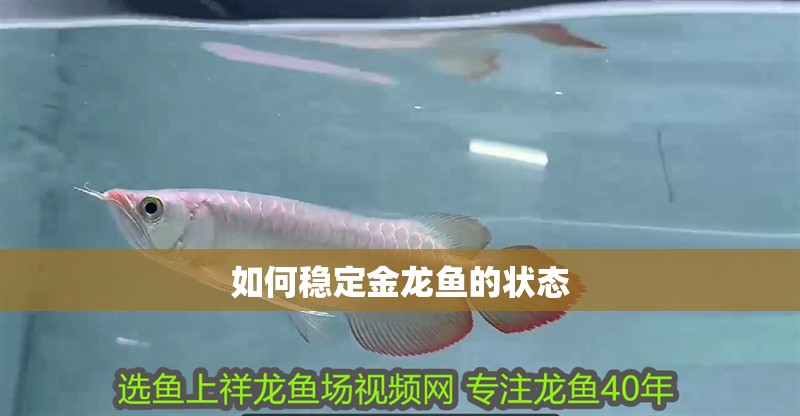 如何穩定金龍魚的狀態 如何穩定金龍魚的狀態 龍魚百科