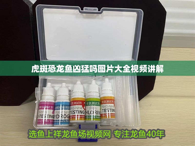 虎斑恐龍魚兇猛嗎圖片大全視頻講解 虎斑恐龍魚兇猛嗎圖片大全視頻講解 龍魚百科