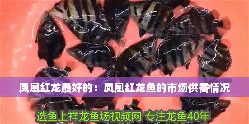 鳳凰紅龍最好的：鳳凰紅龍魚的市場供需情況